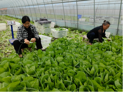 资阳雁江:快菜采收忙 “蔬”写好“丰”景92.png